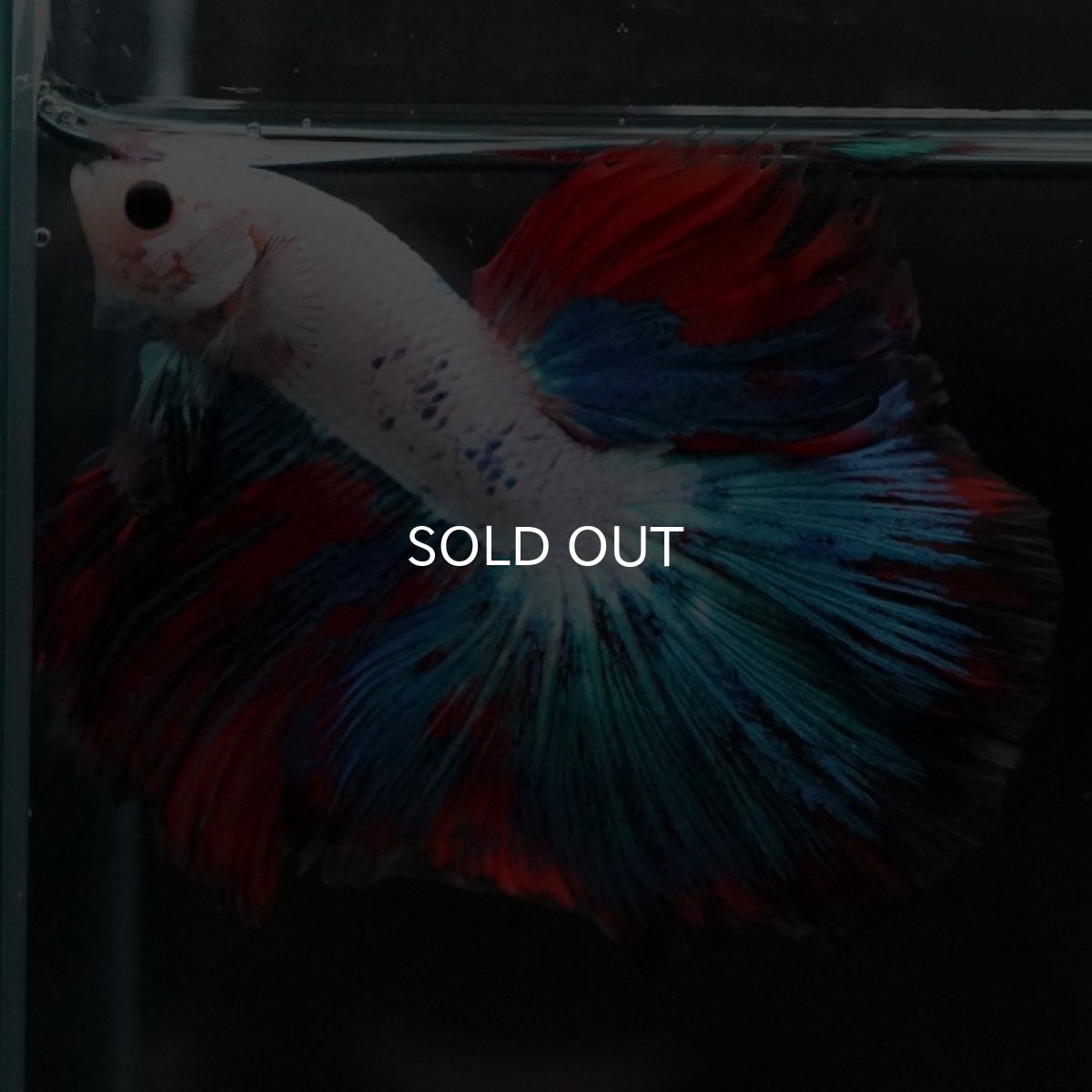 画像5: HM ホワイトファンシー (5)