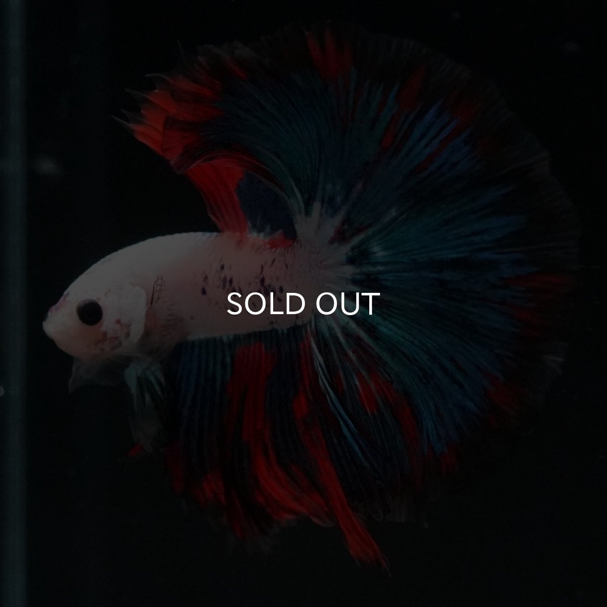 画像3: HM ホワイトファンシー (3)