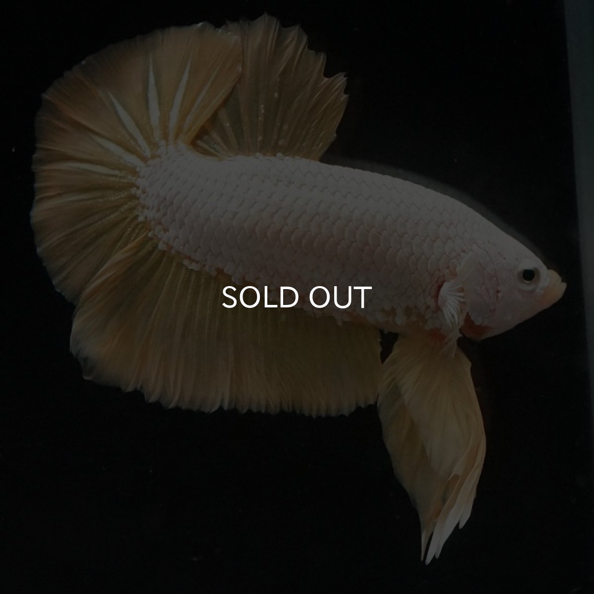 画像6: HMPK　プラチナイエロードラゴン (6)