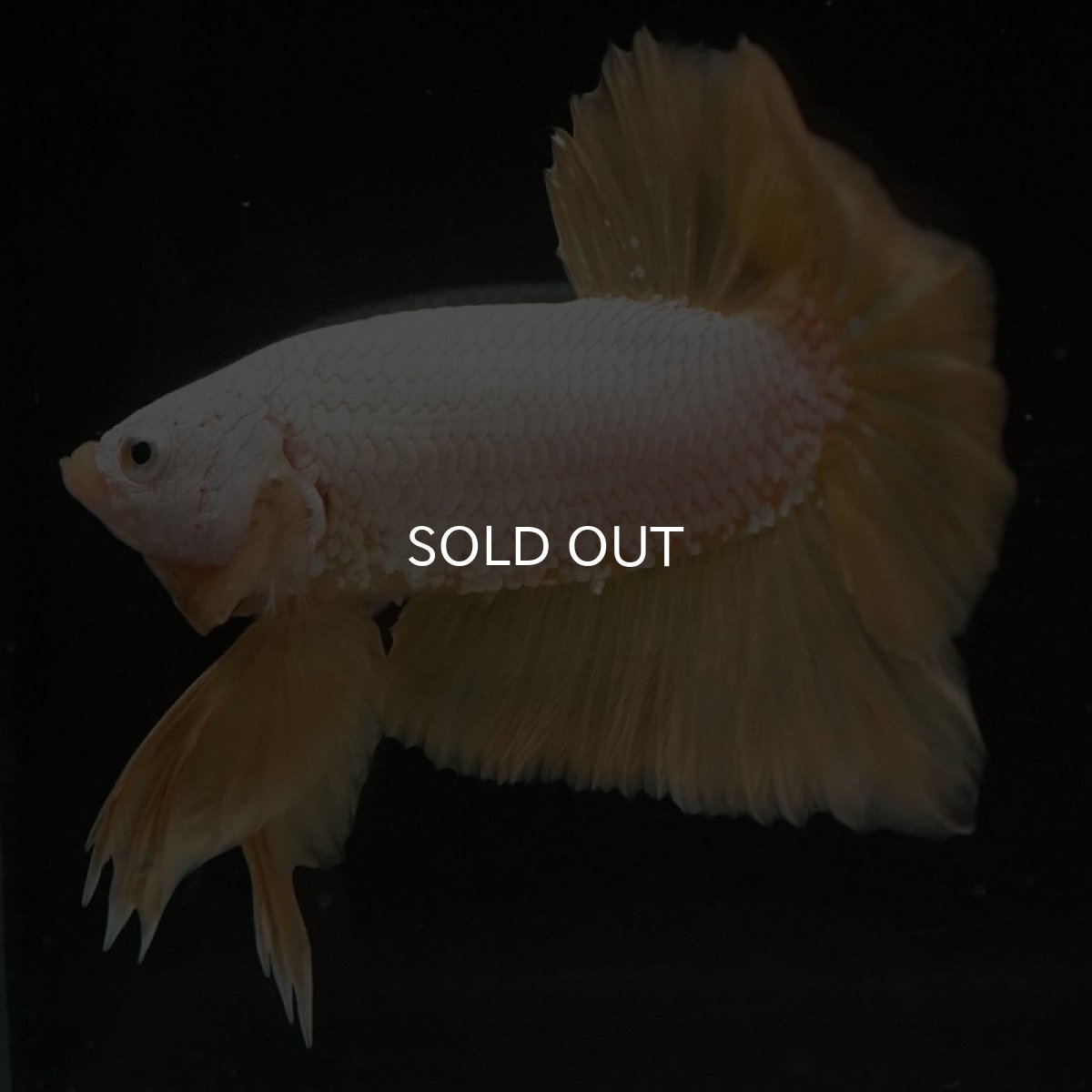 画像5: HMPK　プラチナイエロードラゴン (5)