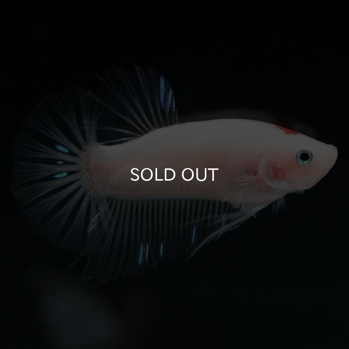 画像6: HMPK　ファンシー (6)