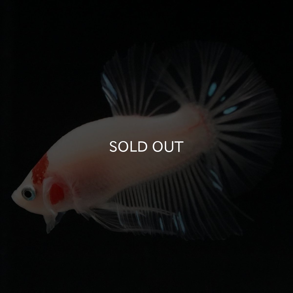 画像5: HMPK　ファンシー (5)