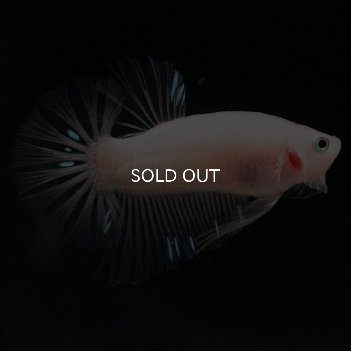 画像4: HMPK　ファンシー (4)