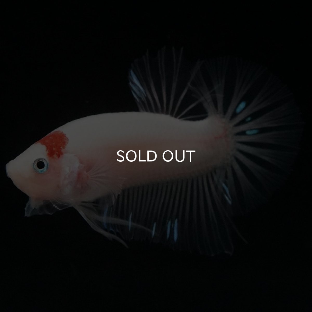 画像3: HMPK　ファンシー (3)