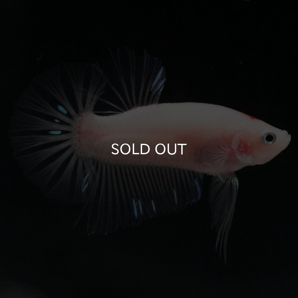 画像2: HMPK　ファンシー (2)