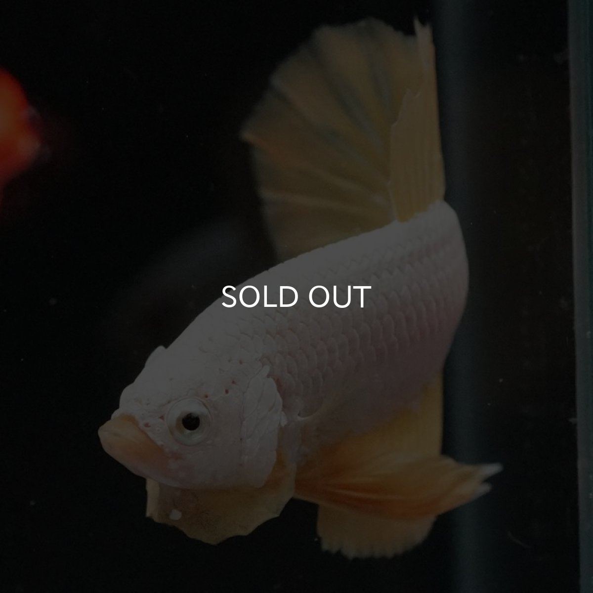 画像3: HMPK　プラチナイエロードラゴン (3)