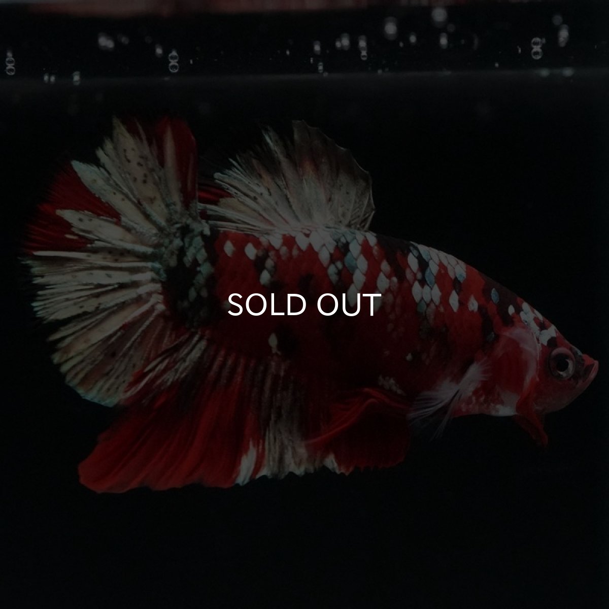 画像4: HMPK 鯉カッパー (4)