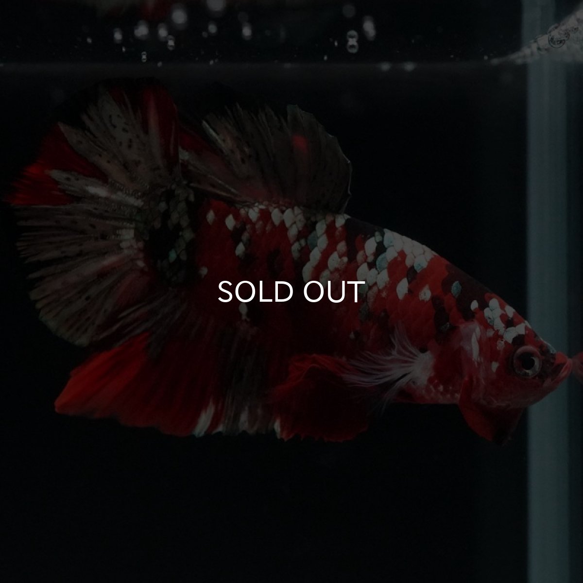 画像5: HMPK 鯉カッパー (5)