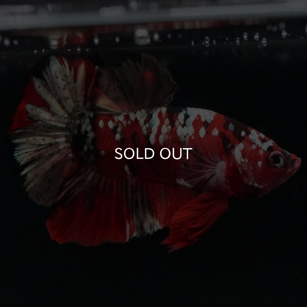 画像3: HMPK 鯉カッパー (3)