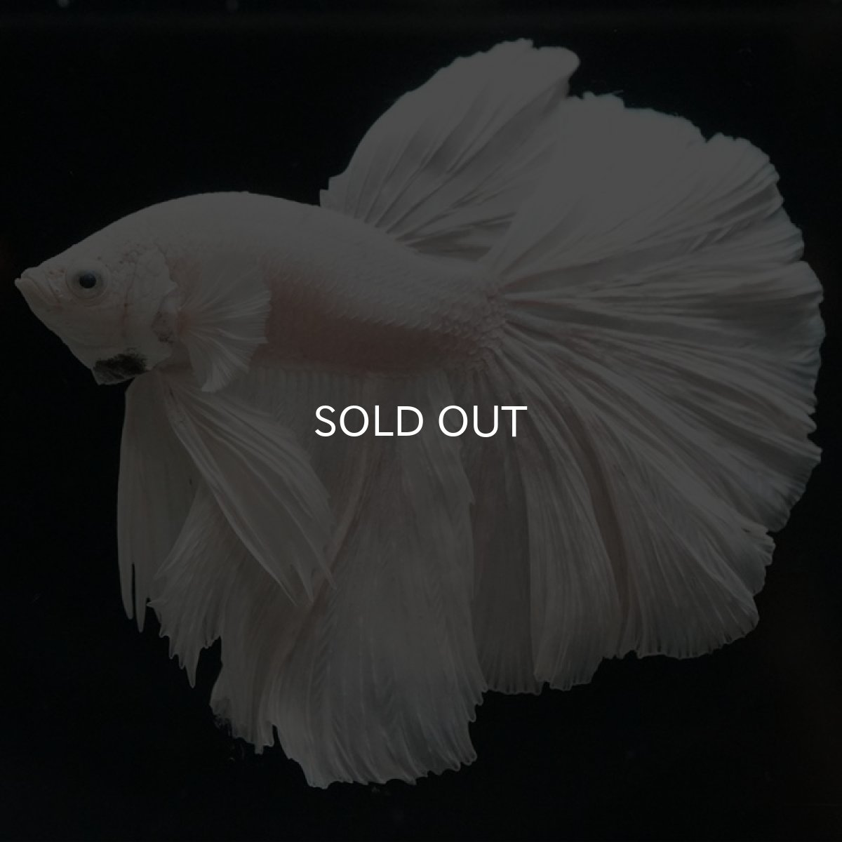 画像9: HM ホワイト (9)