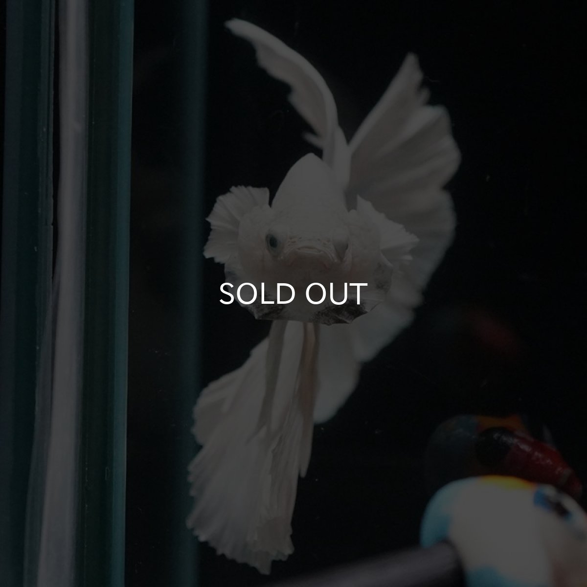 画像8: HM ホワイト (8)