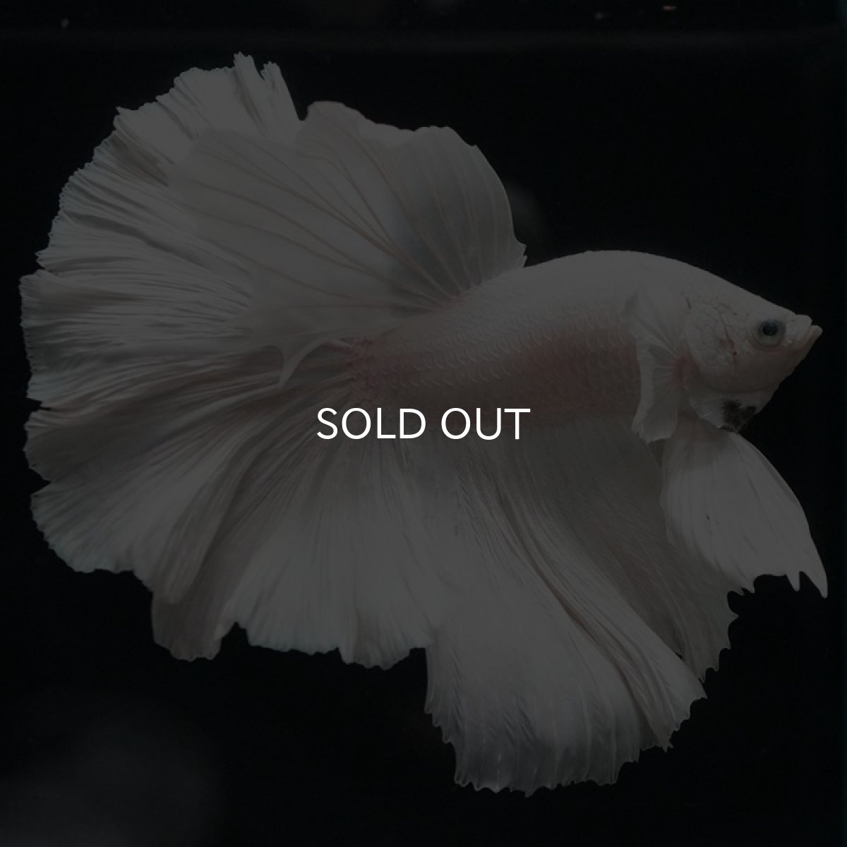 画像7: HM ホワイト (7)