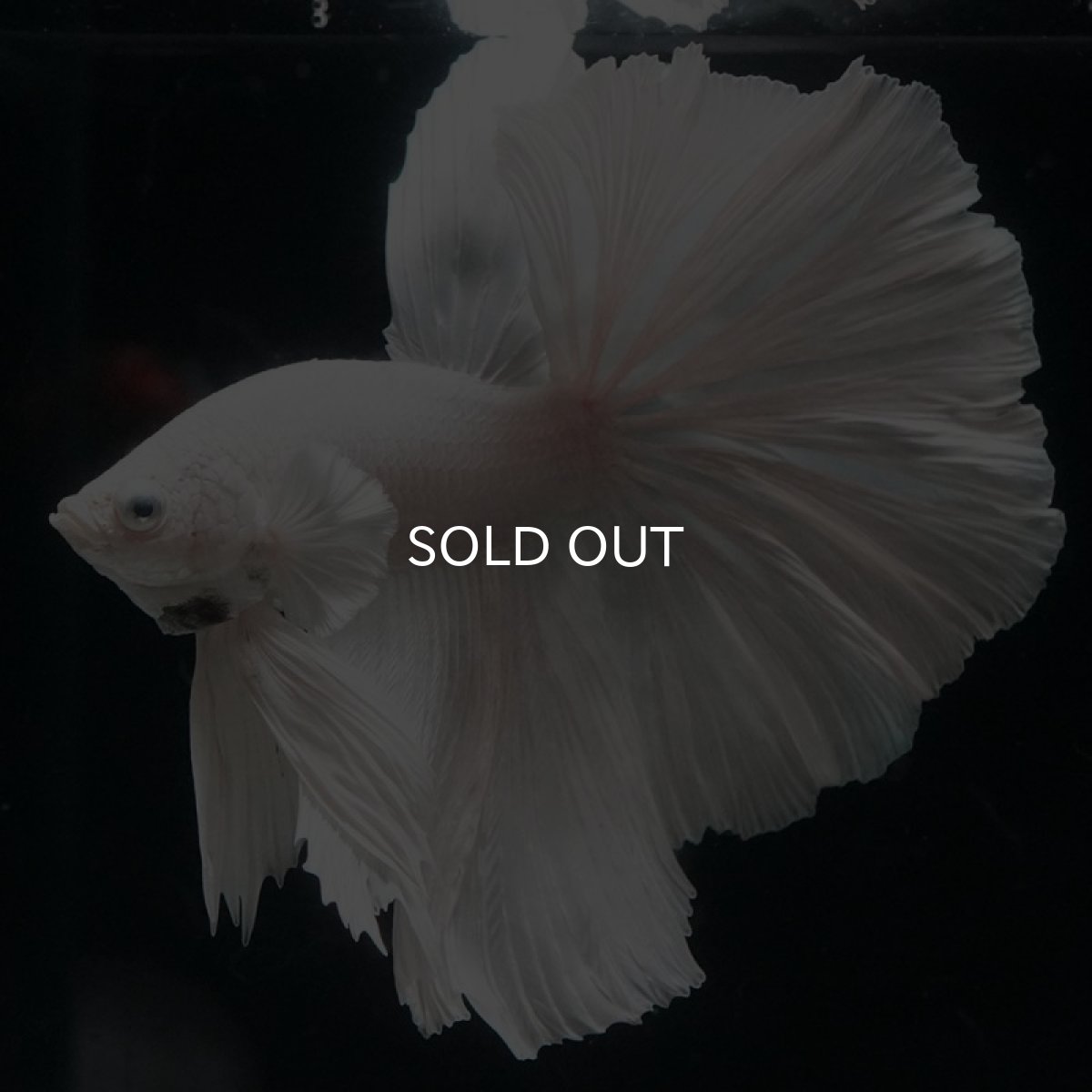 画像4: HM ホワイト (4)