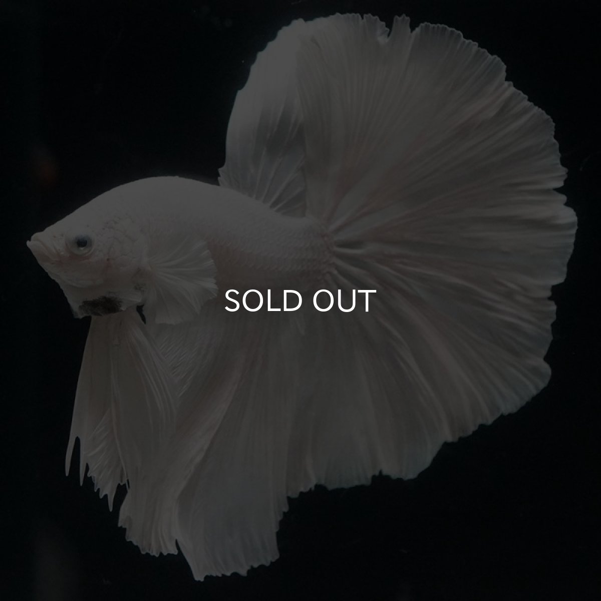 画像2: HM ホワイト (2)