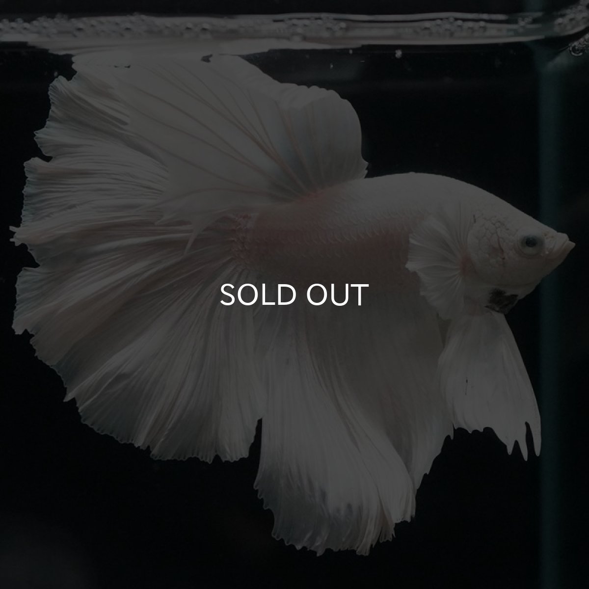 画像6: HM ホワイト (6)