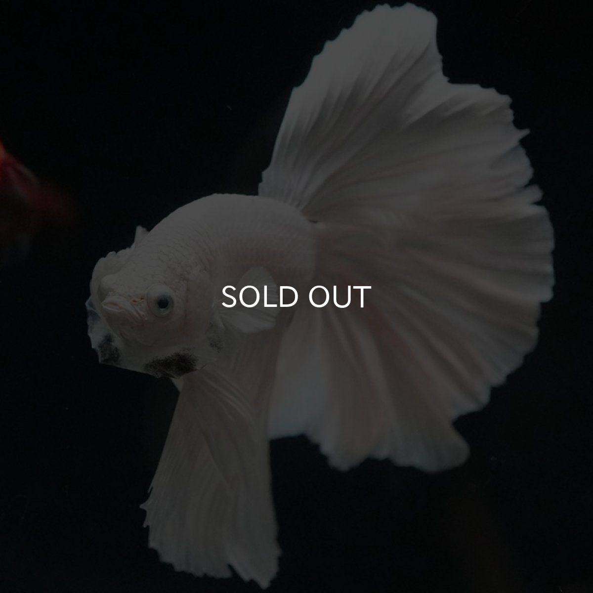 画像5: HM ホワイト (5)