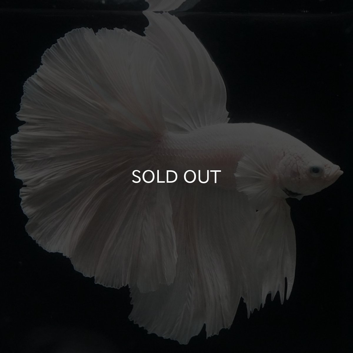 画像3: HM ホワイト (3)