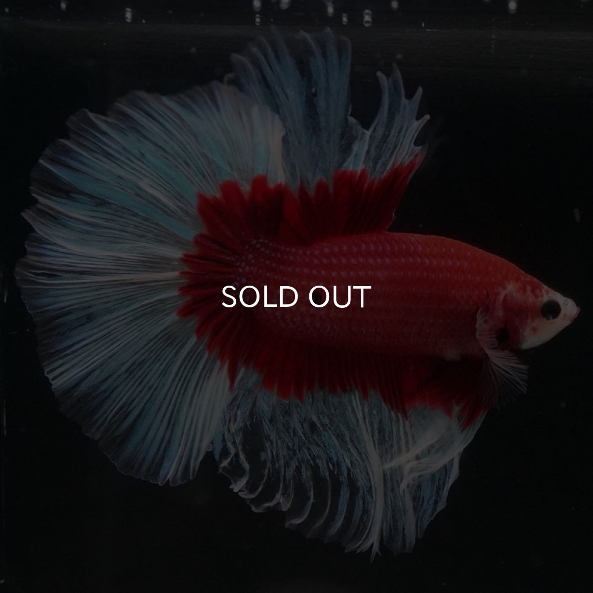 画像2: HM レッドバタフライ (2)