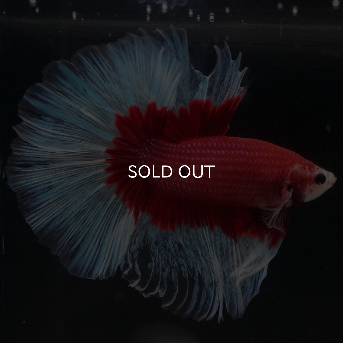 画像4: HM レッドバタフライ (4)