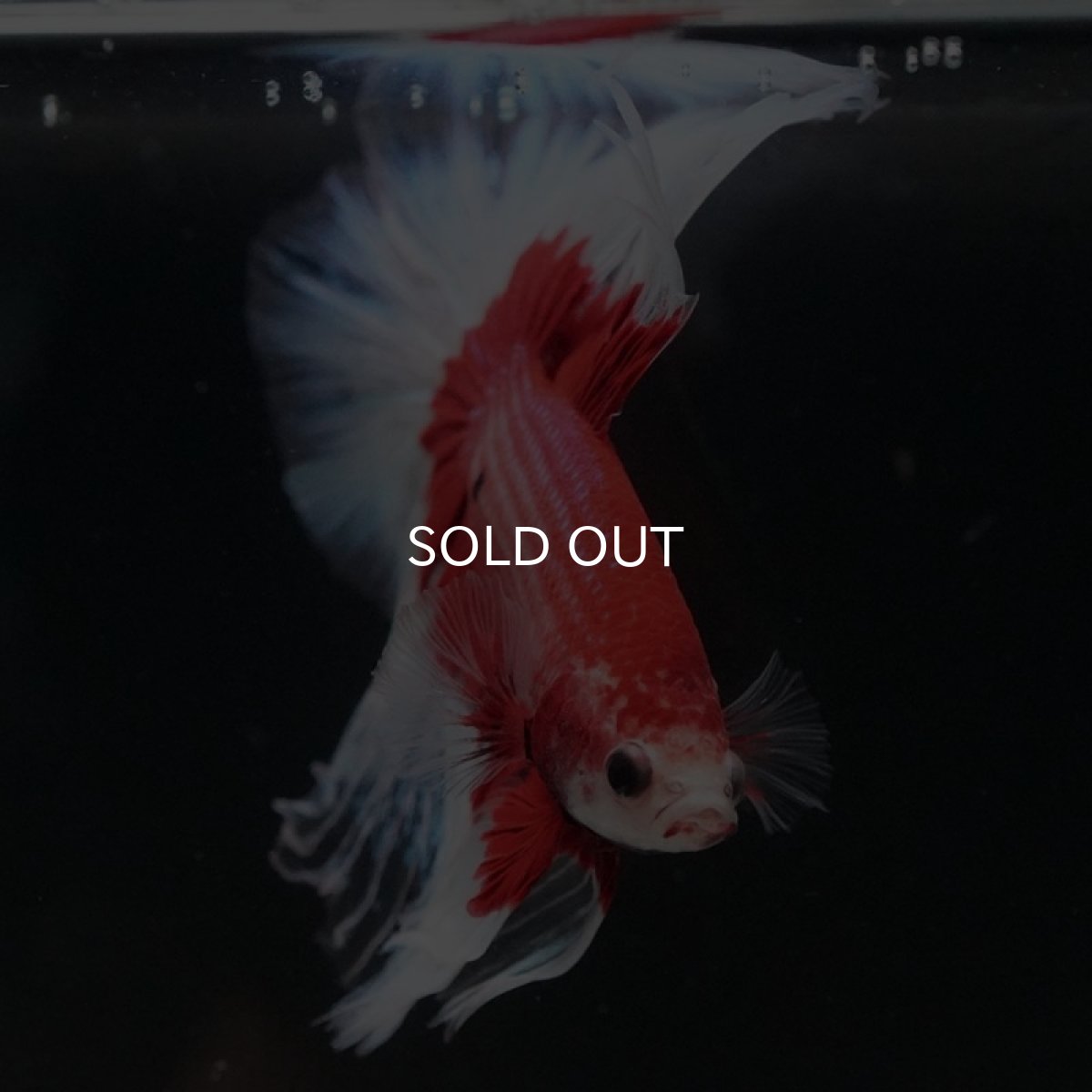 画像7: HM レッドバタフライ (7)