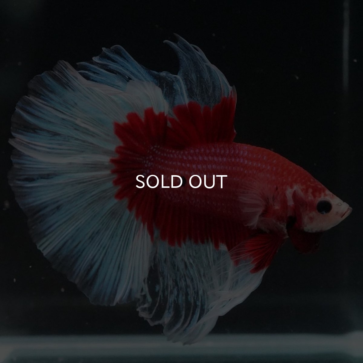 画像6: HM レッドバタフライ (6)