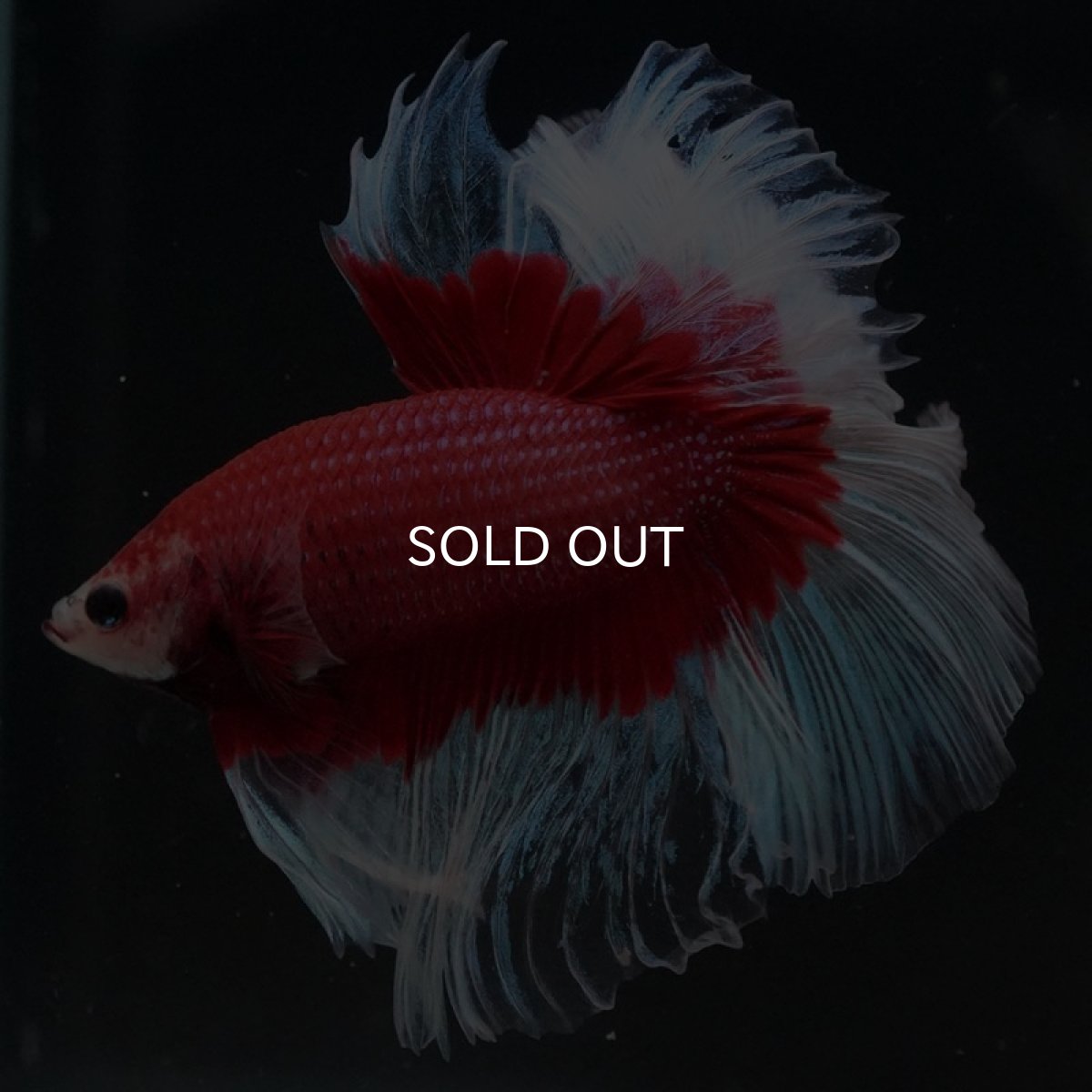 画像5: HM レッドバタフライ (5)