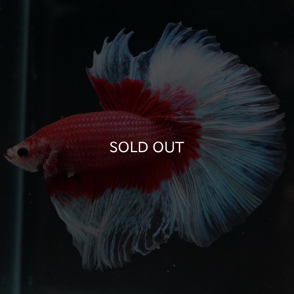 画像3: HM レッドバタフライ (3)