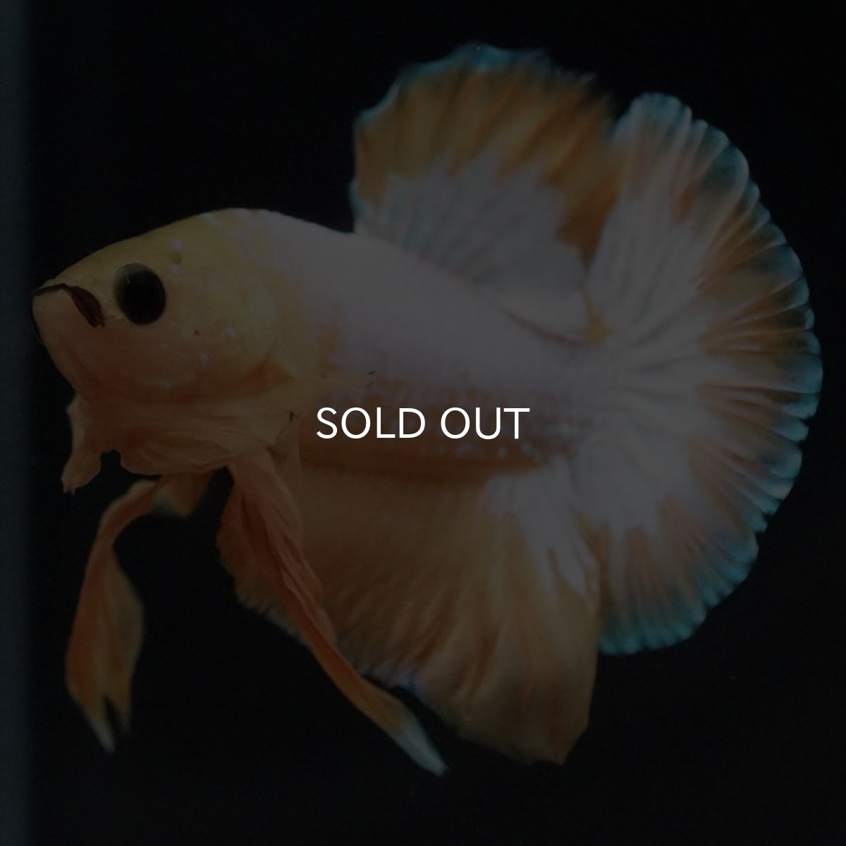 画像7: HMPK イエローファンシー (7)