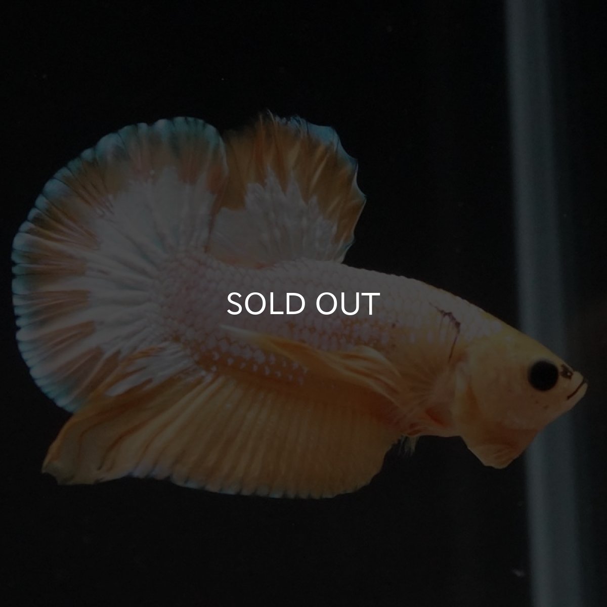 画像5: HMPK イエローファンシー (5)