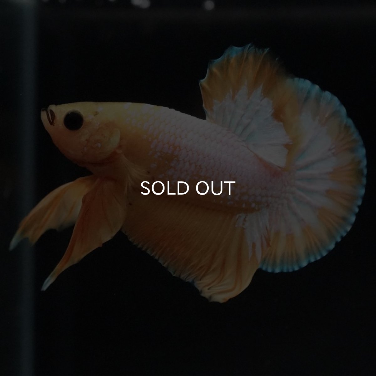 画像9: HMPK イエローファンシー (9)