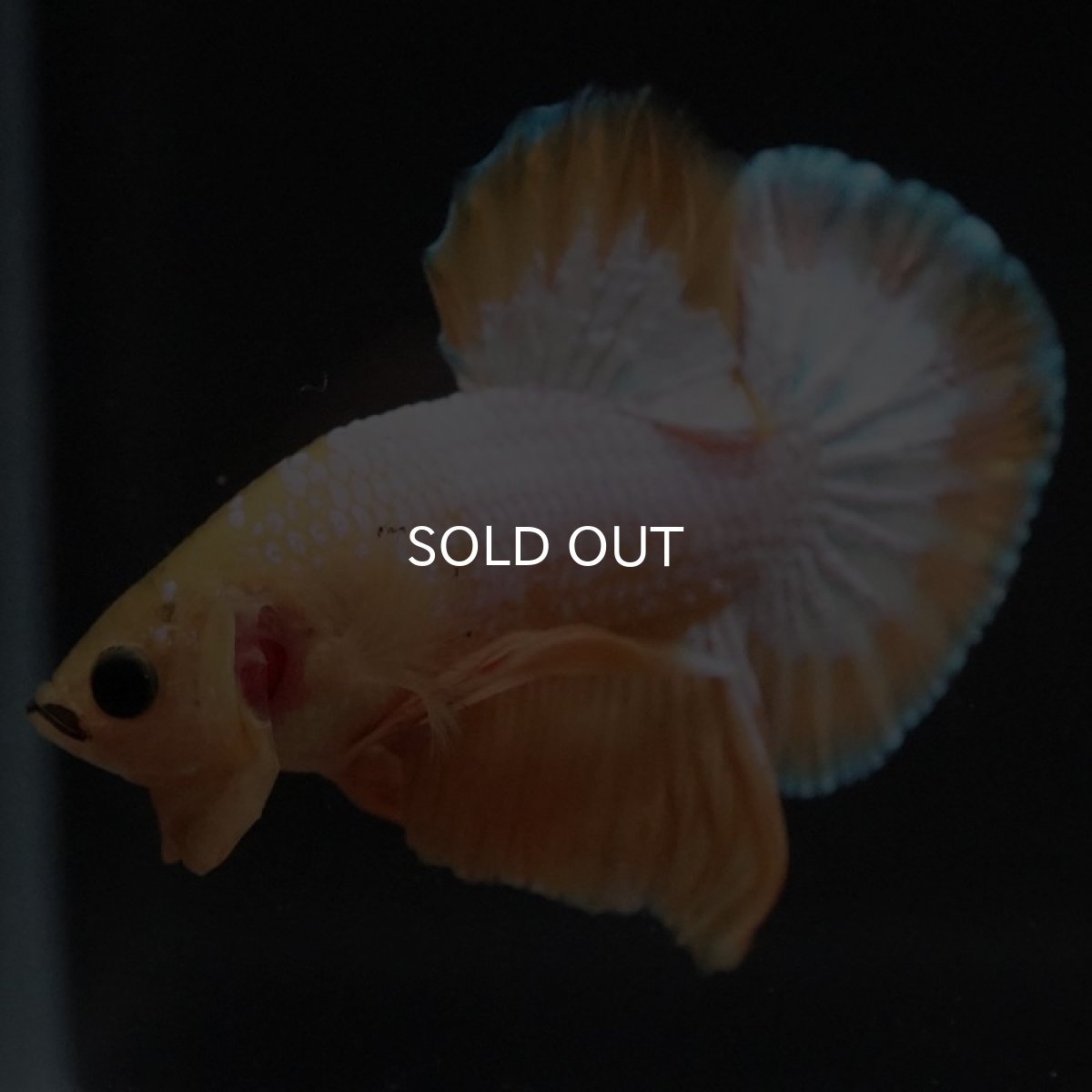 画像8: HMPK イエローファンシー (8)