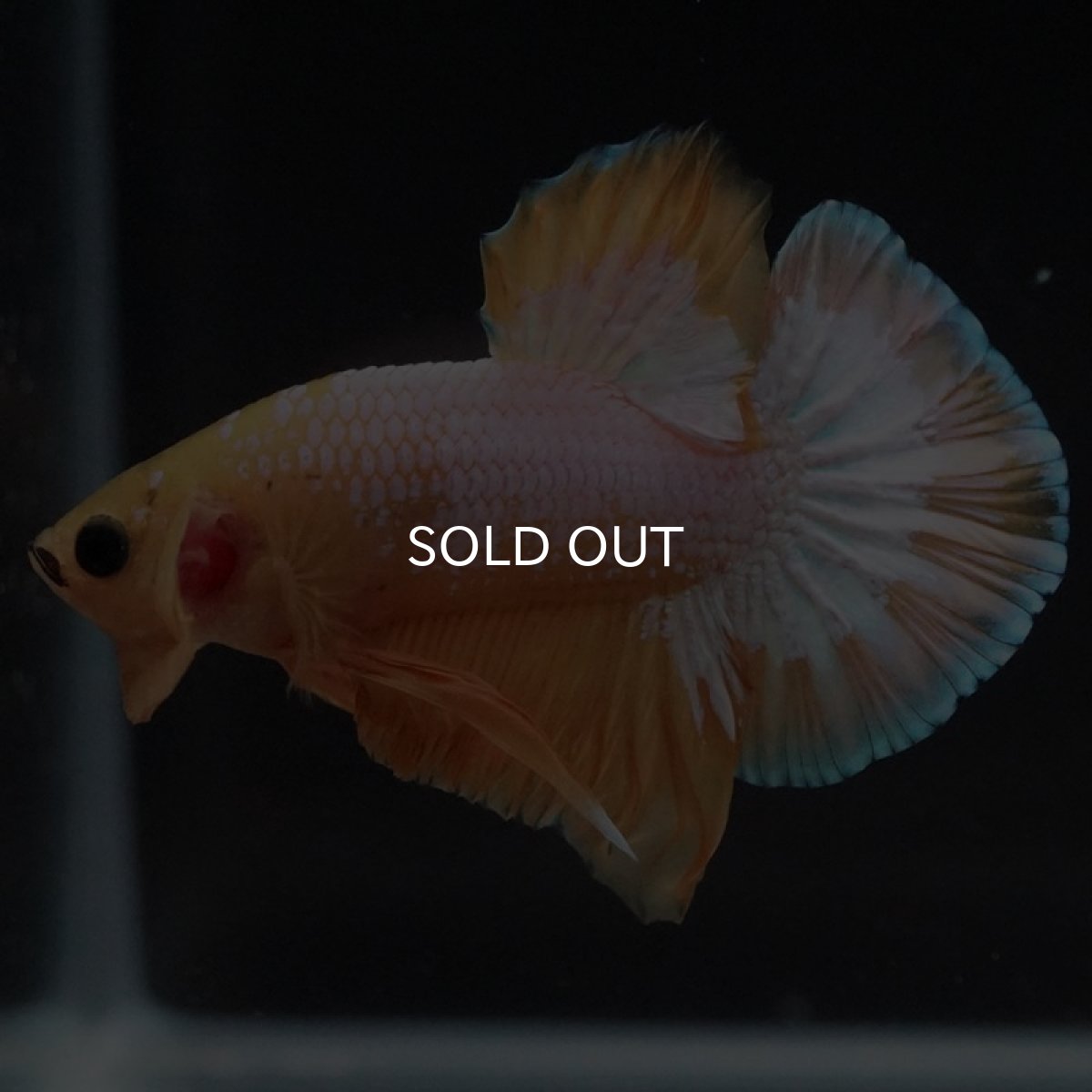 画像2: HMPK イエローファンシー (2)