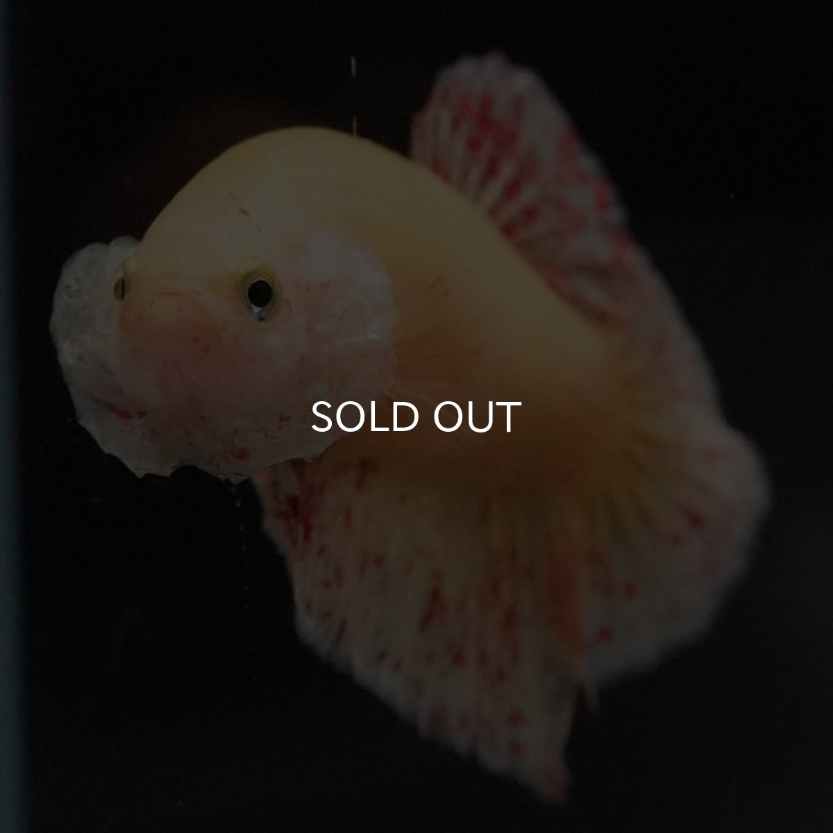 画像5: HMPK　イエローバンダ (5)