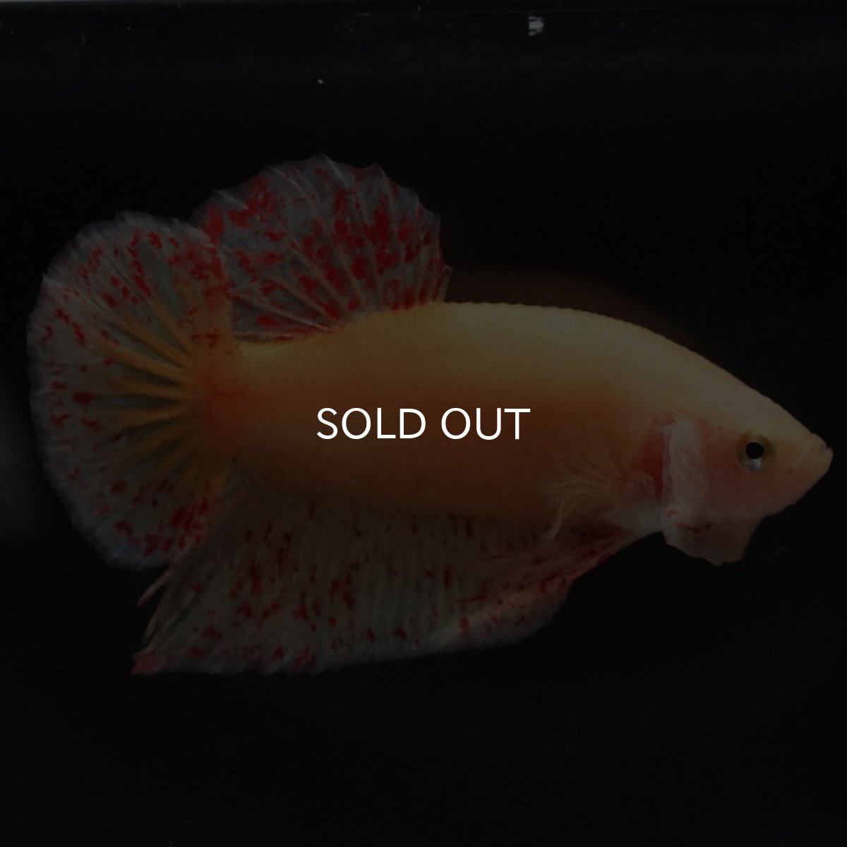 画像7: HMPK　イエローバンダ (7)