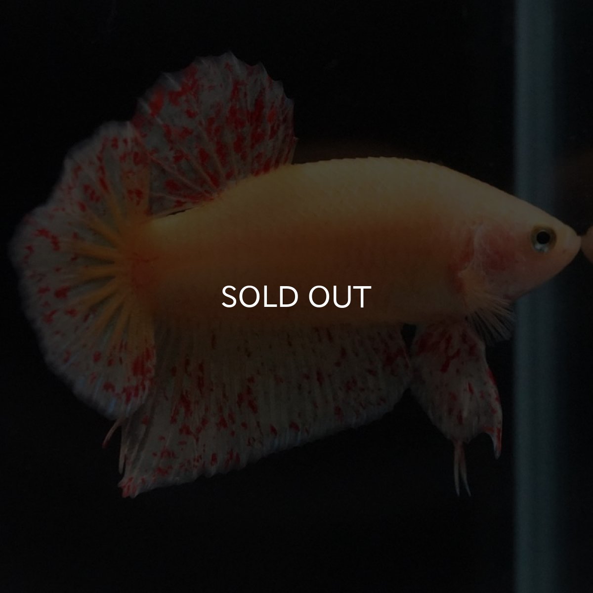 画像6: HMPK　イエローバンダ (6)