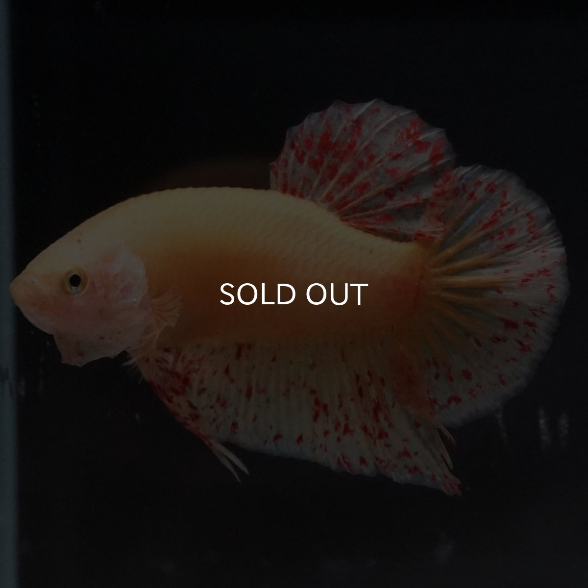 画像3: HMPK　イエローバンダ (3)