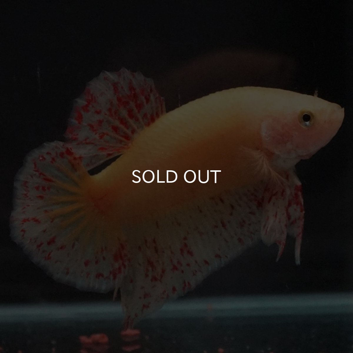 画像4: HMPK　イエローバンダ (4)