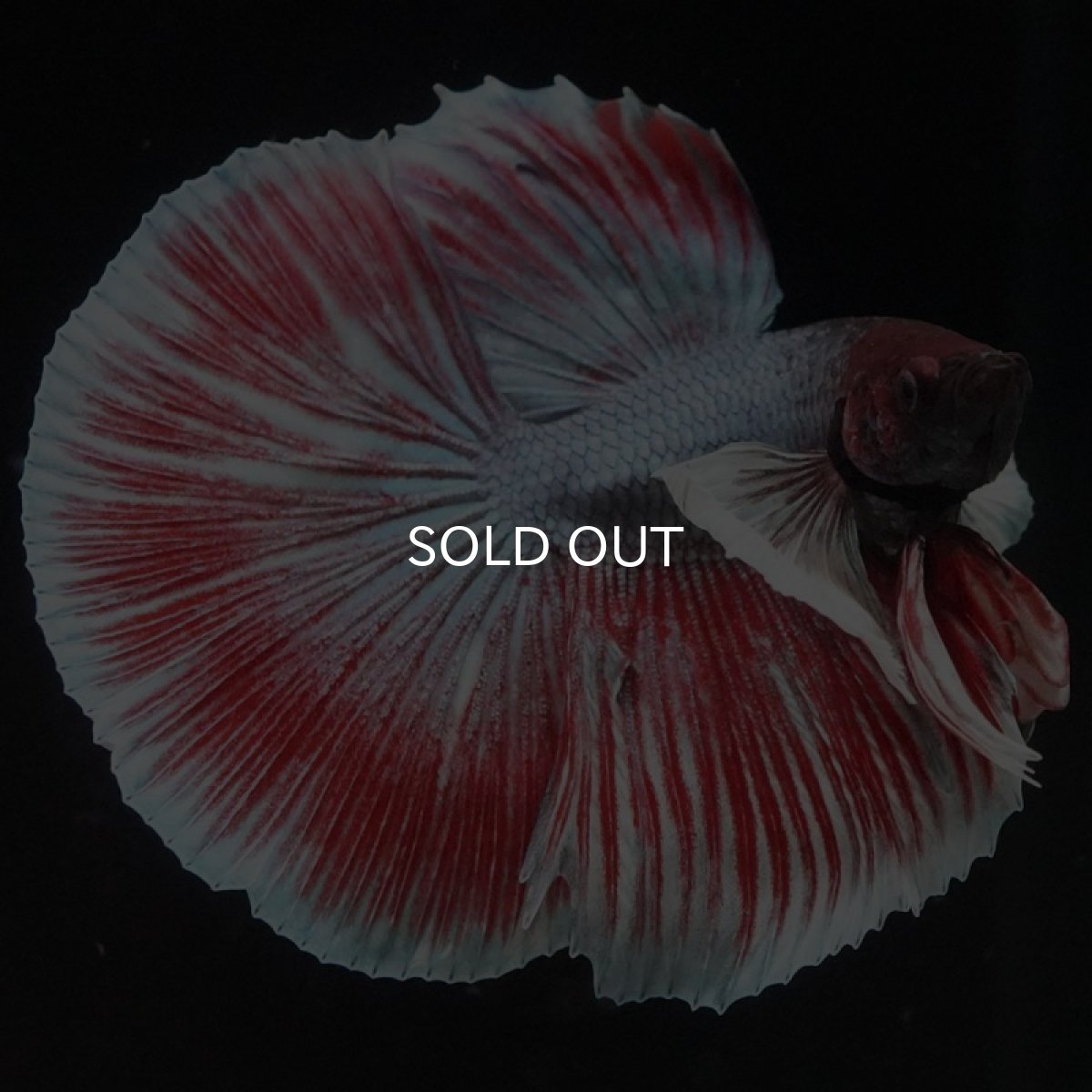 画像5: HM ファンシーダンボ (5)