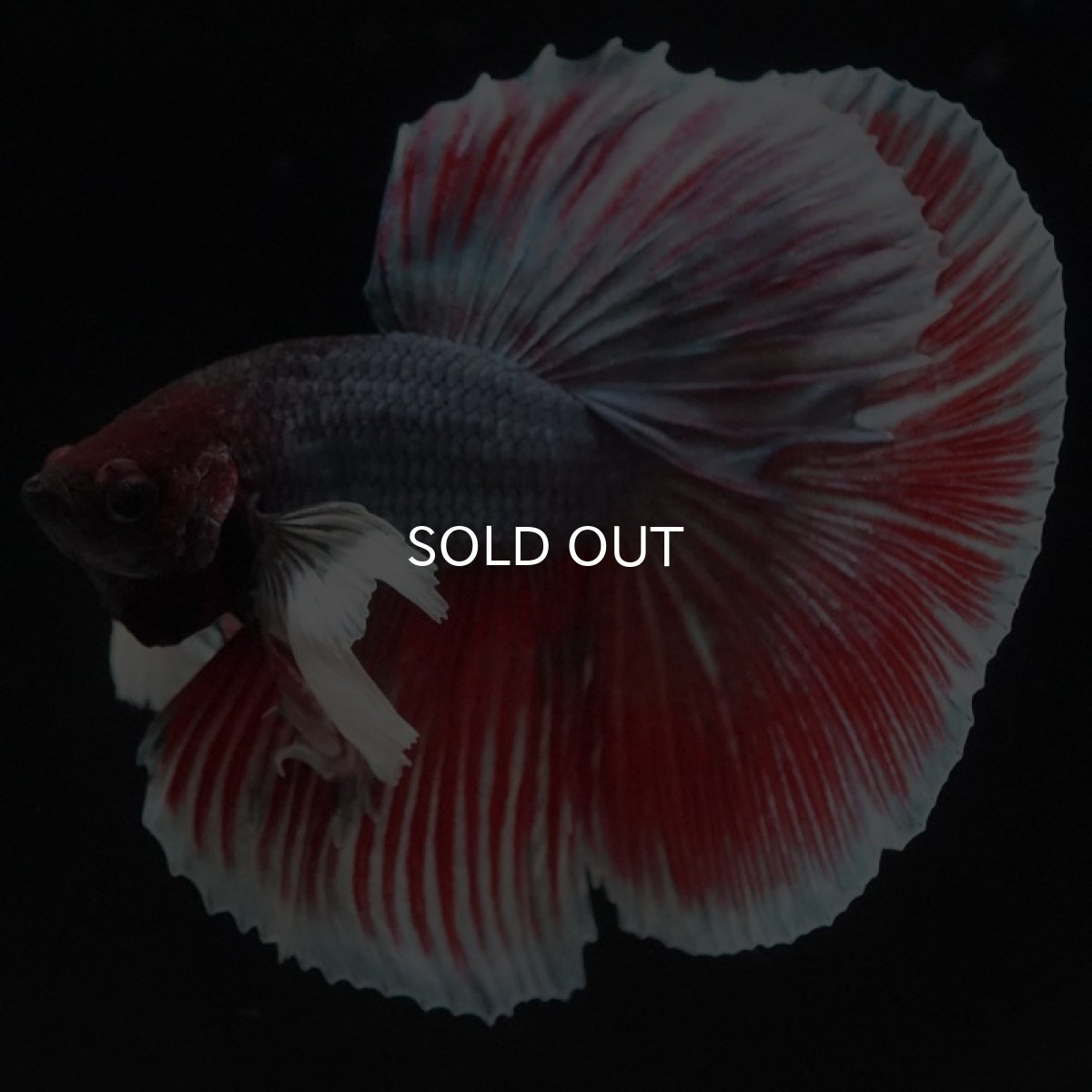 画像6: HM ファンシーダンボ (6)