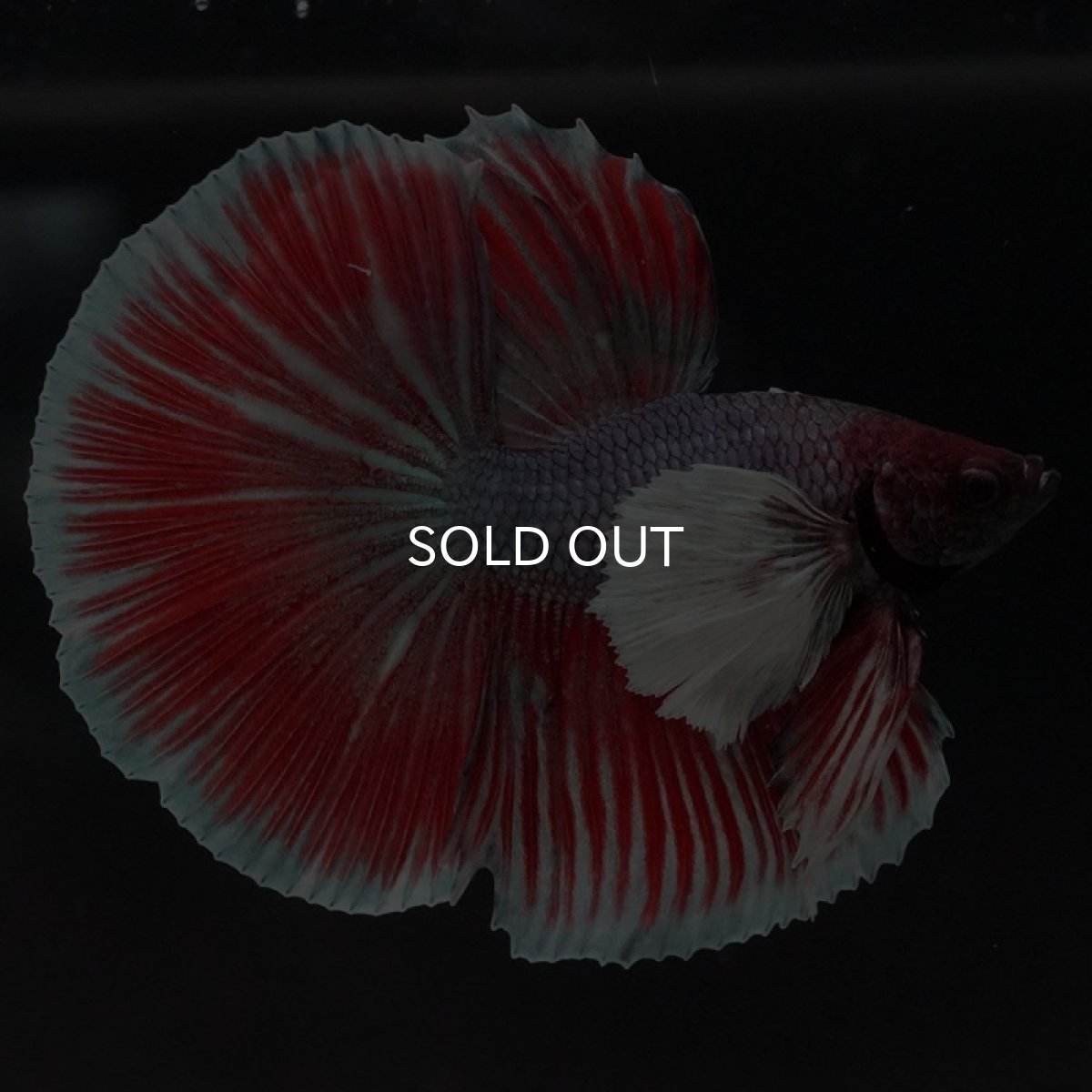 画像2: HM ファンシーダンボ (2)