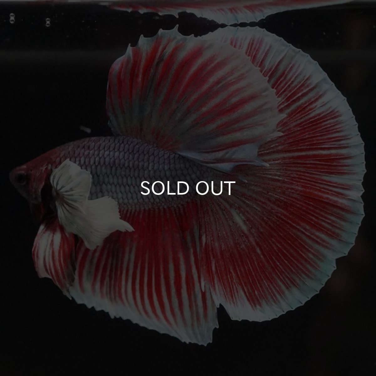 画像3: HM ファンシーダンボ (3)