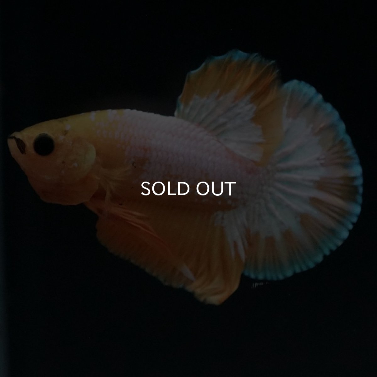 画像6: HMPK イエローファンシー (6)