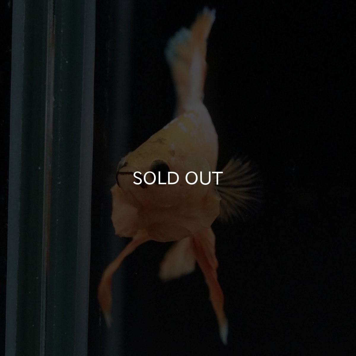 画像3: HMPK イエローファンシー (3)