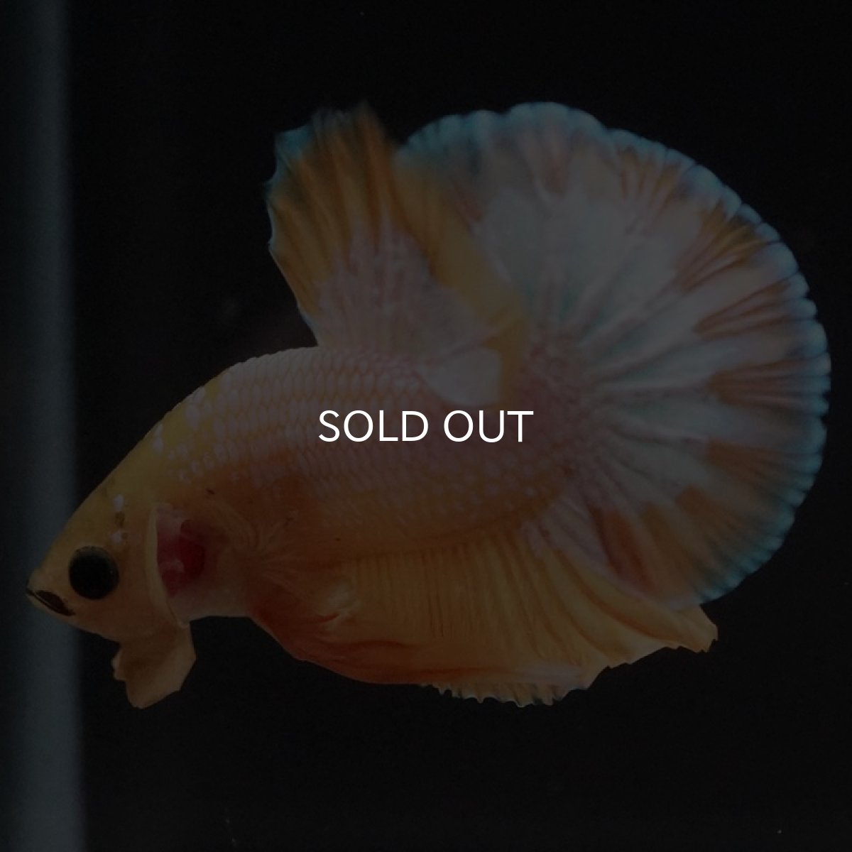 画像4: HMPK イエローファンシー (4)