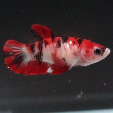 画像1: HMPK　鯉 メス (1)