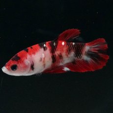 画像5: HMPK　鯉 メス (5)