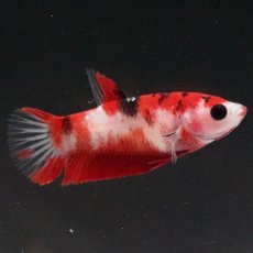 画像1: HMPK　鯉 メス (1)