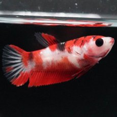 画像3: HMPK　鯉 メス (3)