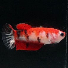 画像5: HMPK　鯉 メス (5)