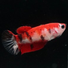 画像2: HMPK　鯉 メス (2)